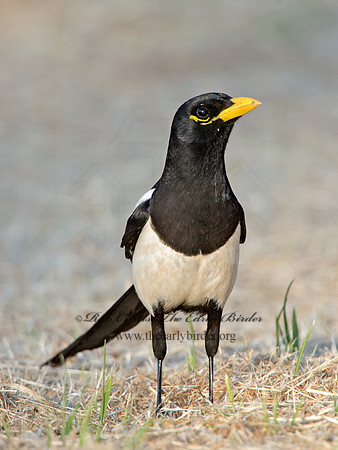 Pica nuttalli  YELLOW-BILLED MAGPIE 9057823