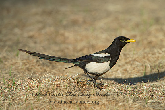 Pica nuttalli  YELLOW-BILLED MAGPIE 9057815