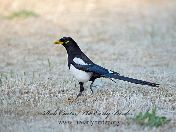 Pica nuttalli  YELLOW-BILLED MAGPIE 9057824