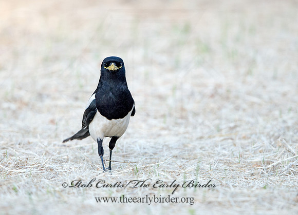 Pica nuttalli  YELLOW-BILLED MAGPIE 9057827