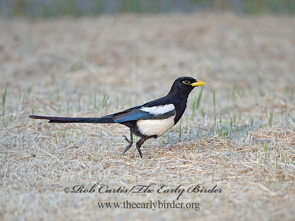 Pica nuttalli  YELLOW-BILLED MAGPIE 9057831