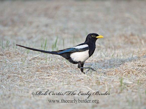 Pica nuttalli  YELLOW-BILLED MAGPIE 9057832