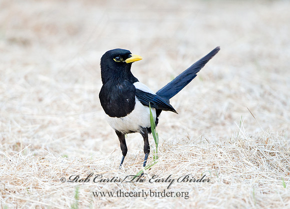 Pica nuttalli  YELLOW-BILLED MAGPIE 9057838