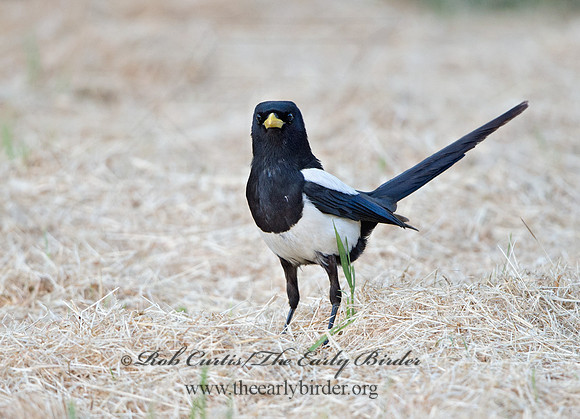 Pica nuttalli  YELLOW-BILLED MAGPIE 9057836