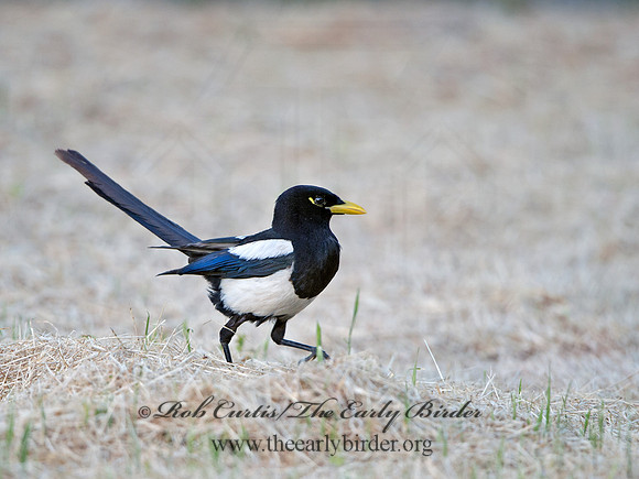 Pica nuttalli  YELLOW-BILLED MAGPIE 9057839