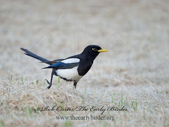 Pica nuttalli  YELLOW-BILLED MAGPIE 9057840