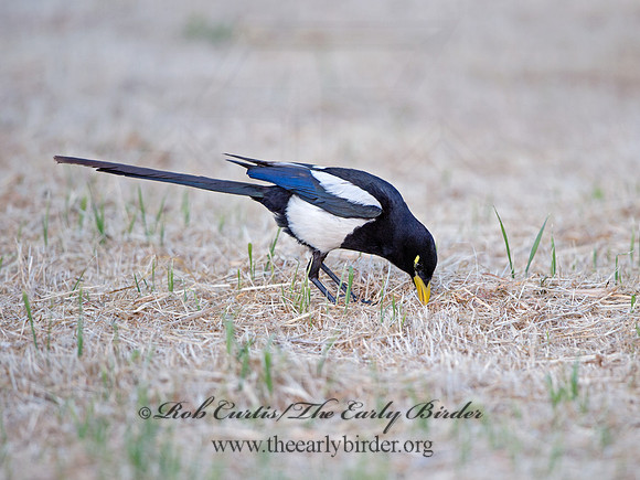 Pica nuttalli  YELLOW-BILLED MAGPIE 9057842