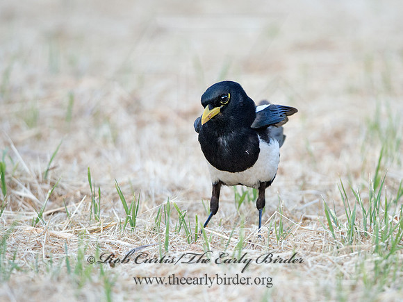 Pica nuttalli  YELLOW-BILLED MAGPIE 9057844