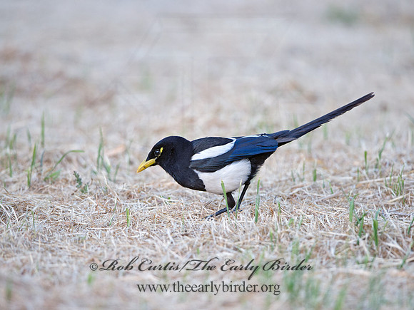 Pica nuttalli  YELLOW-BILLED MAGPIE 9057847