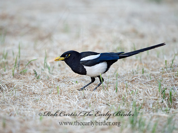 Pica nuttalli  YELLOW-BILLED MAGPIE 9057849