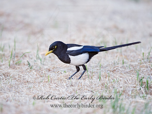 Pica nuttalli  YELLOW-BILLED MAGPIE 9057850