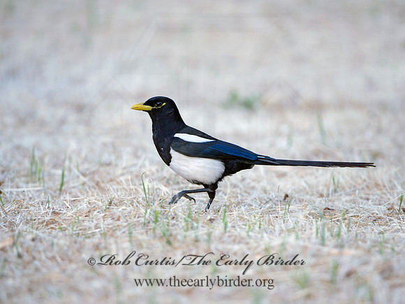 Pica nuttalli  YELLOW-BILLED MAGPIE 9057858