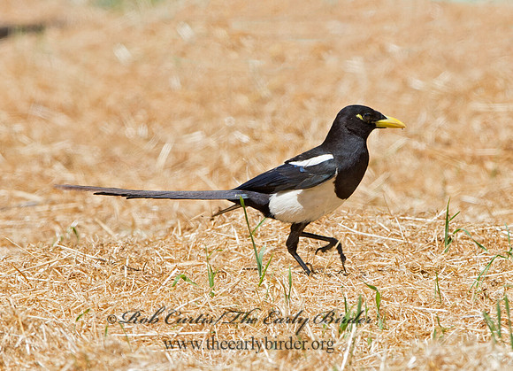 Pica nuttalli  YELLOW-BILLED MAGPIE 9057873