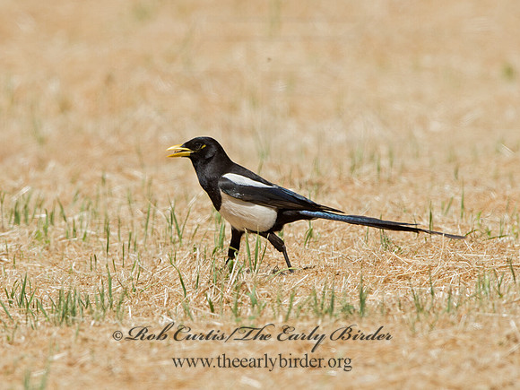 Pica nuttalli  YELLOW-BILLED MAGPIE 9057880