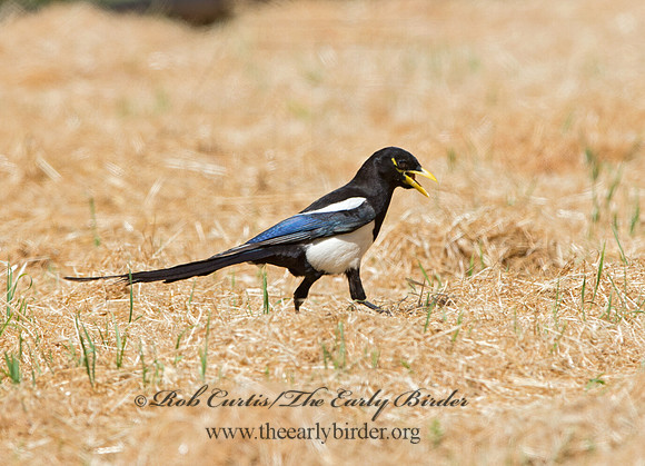 Pica nuttalli  YELLOW-BILLED MAGPIE 9057884