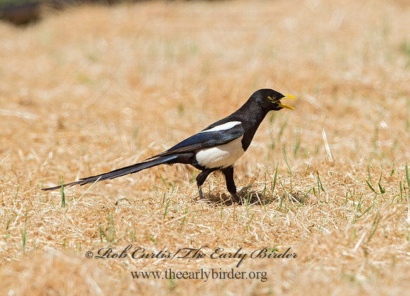 Pica nuttalli  YELLOW-BILLED MAGPIE 9057885