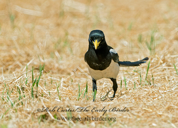 Pica nuttalli  YELLOW-BILLED MAGPIE 9057887