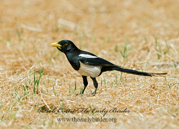 Pica nuttalli  YELLOW-BILLED MAGPIE 9057886