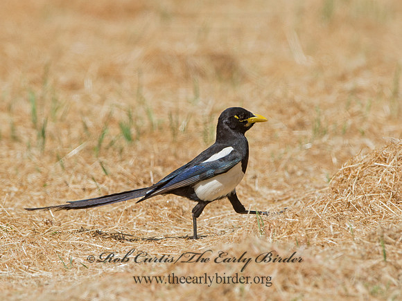 Pica nuttalli  YELLOW-BILLED MAGPIE 9057888