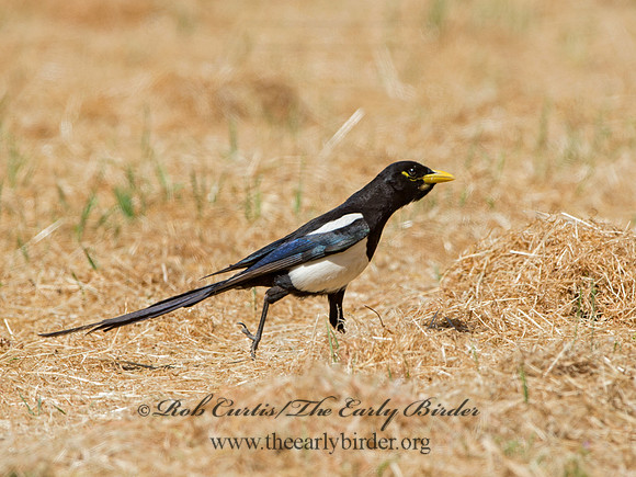 Pica nuttalli  YELLOW-BILLED MAGPIE 9057889