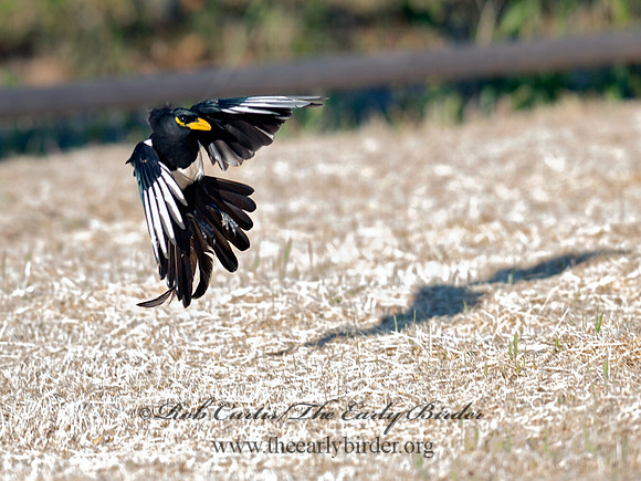 Pica nuttalli  YELLOW-BILLED MAGPIE 8036644