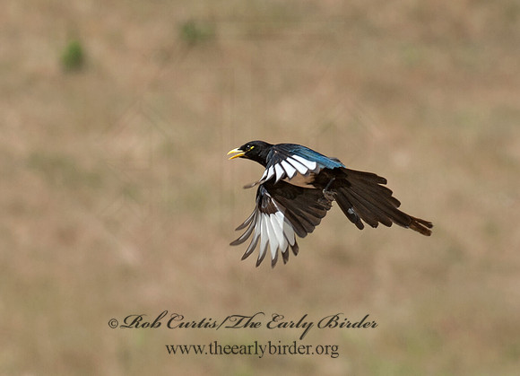 Pica nuttalli  YELLOW-BILLED MAGPIE 8036658
