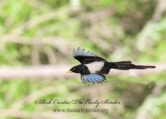 Pica nuttalli  YELLOW-BILLED MAGPIE 8036645
