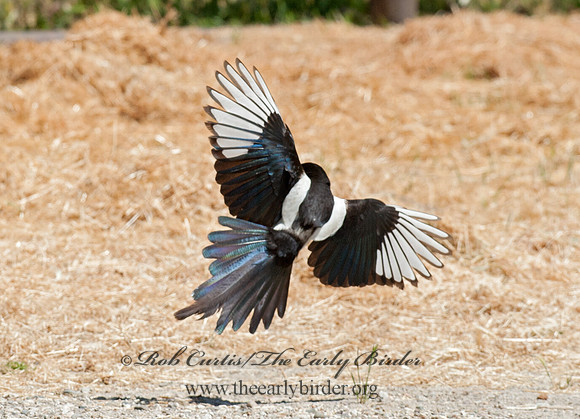 Pica nuttalli  YELLOW-BILLED MAGPIE 8036663