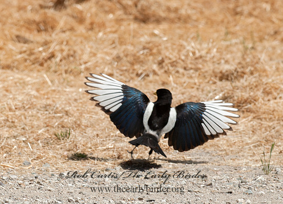 Pica nuttalli  YELLOW-BILLED MAGPIE 8036664