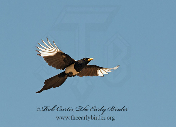 Pica nuttalli  YELLOW-BILLED MAGPIE 8036667
