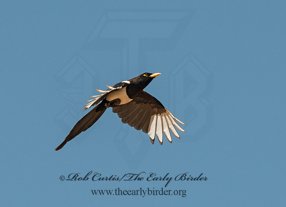 Pica nuttalli  YELLOW-BILLED MAGPIE 8036668