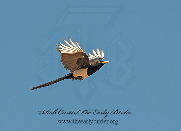 Pica nuttalli  YELLOW-BILLED MAGPIE 8036669