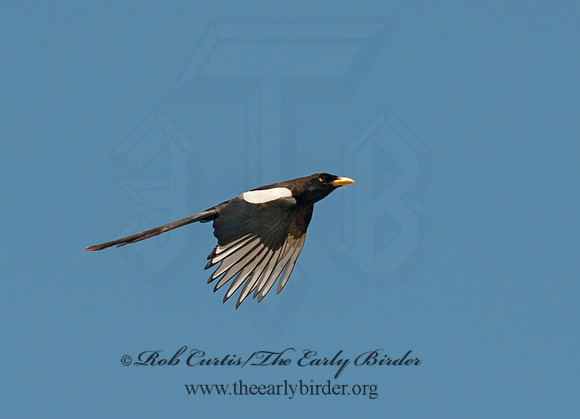 Pica nuttalli  YELLOW-BILLED MAGPIE 8036670
