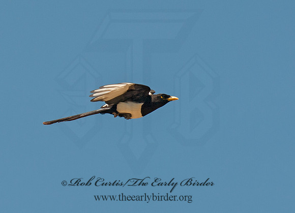 Pica nuttalli  YELLOW-BILLED MAGPIE 8036671