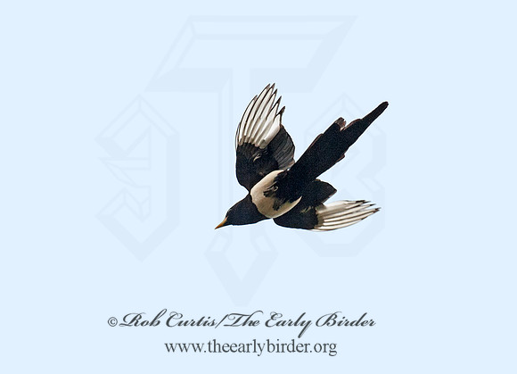 Pica nuttalli  YELLOW-BILLED MAGPIE 8036806