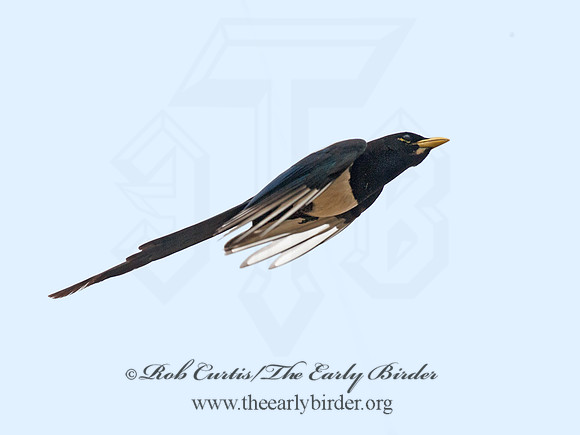Pica nuttalli  YELLOW-BILLED MAGPIE 8036810