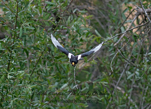 Pica nuttalli  YELLOW-BILLED MAGPIE 8036809