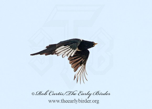 Pica nuttalli  YELLOW-BILLED MAGPIE 8036803