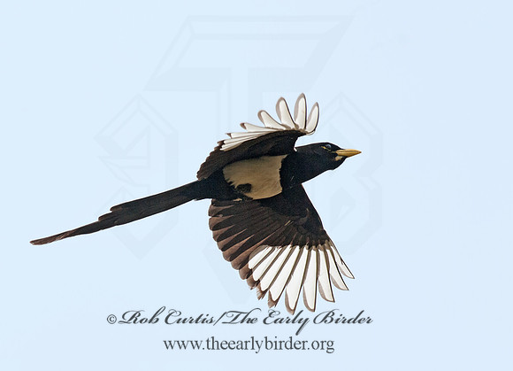 Pica nuttalli  YELLOW-BILLED MAGPIE 8036811