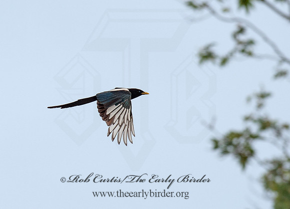 Pica nuttalli  YELLOW-BILLED MAGPIE 8036817