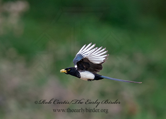 Pica nuttalli  YELLOW-BILLED MAGPIE 8036812