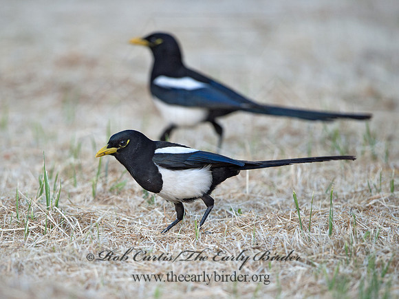 Pica nuttalli  YELLOW-BILLED MAGPIE 9057851