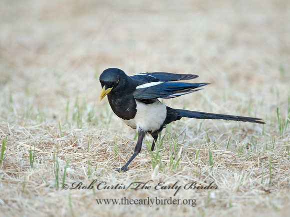 Pica nuttalli  YELLOW-BILLED MAGPIE 9057853