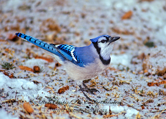Cyanocitta cristata  BLUE JAY 161321
