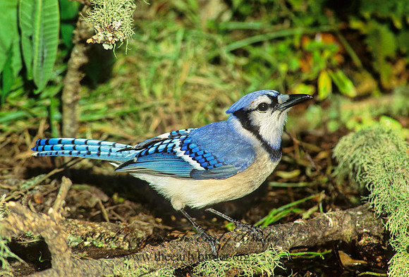 Cyanocitta cristata  BLUE JAY 166921