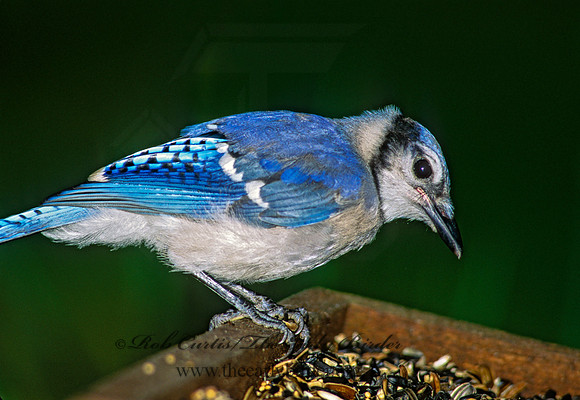 Cyanocitta cristata  BLUE JAY 167726