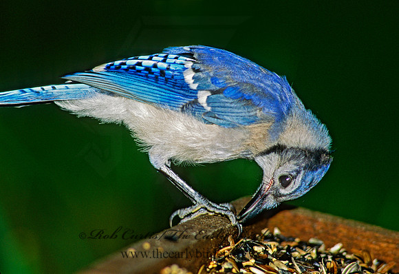 Cyanocitta cristata  BLUE JAY 167727