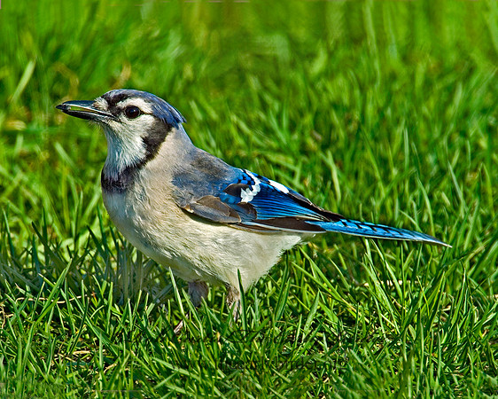 Cyanocitta cristata  BLUE JAY 4001648