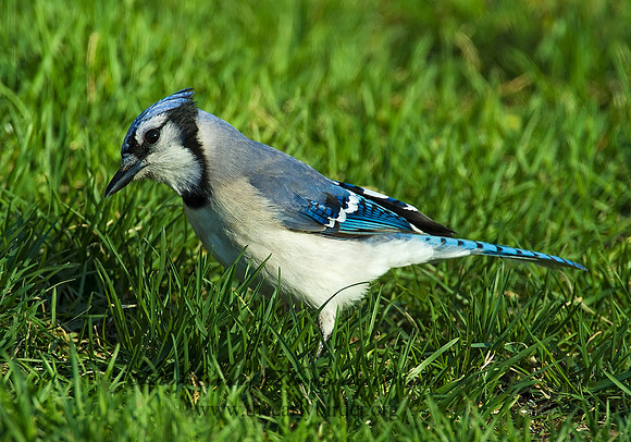 Cyanocitta cristata  BLUE JAY 4001649