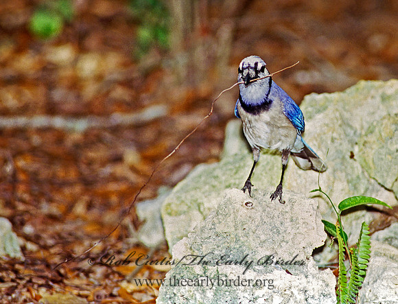 Cyanocitta cristata  BLUE JAY 271234 copy